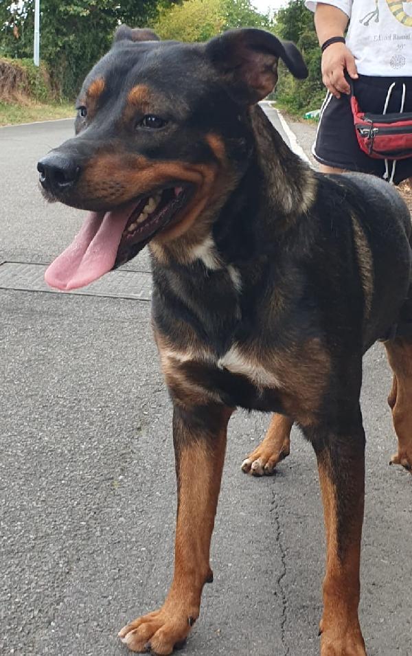 Tiglio delicato cucciolotto mix Rott, ipovedente a un occhio Foto 2